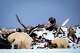 FILE - A polar bear and a cub search for scraps in a large pile of bowhead whale bones left from the village's subsistence hunting at the end of an unused airstrip near the village of Kaktovik, Alaska, on Oct. 15, 2024.