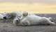 This photo provided by Roger MacKertich shows polar bears lying on a barrier island Sept. 18, 2019, near Kaktovik, Alaska. (Photo by Roger MacKertich via AP)