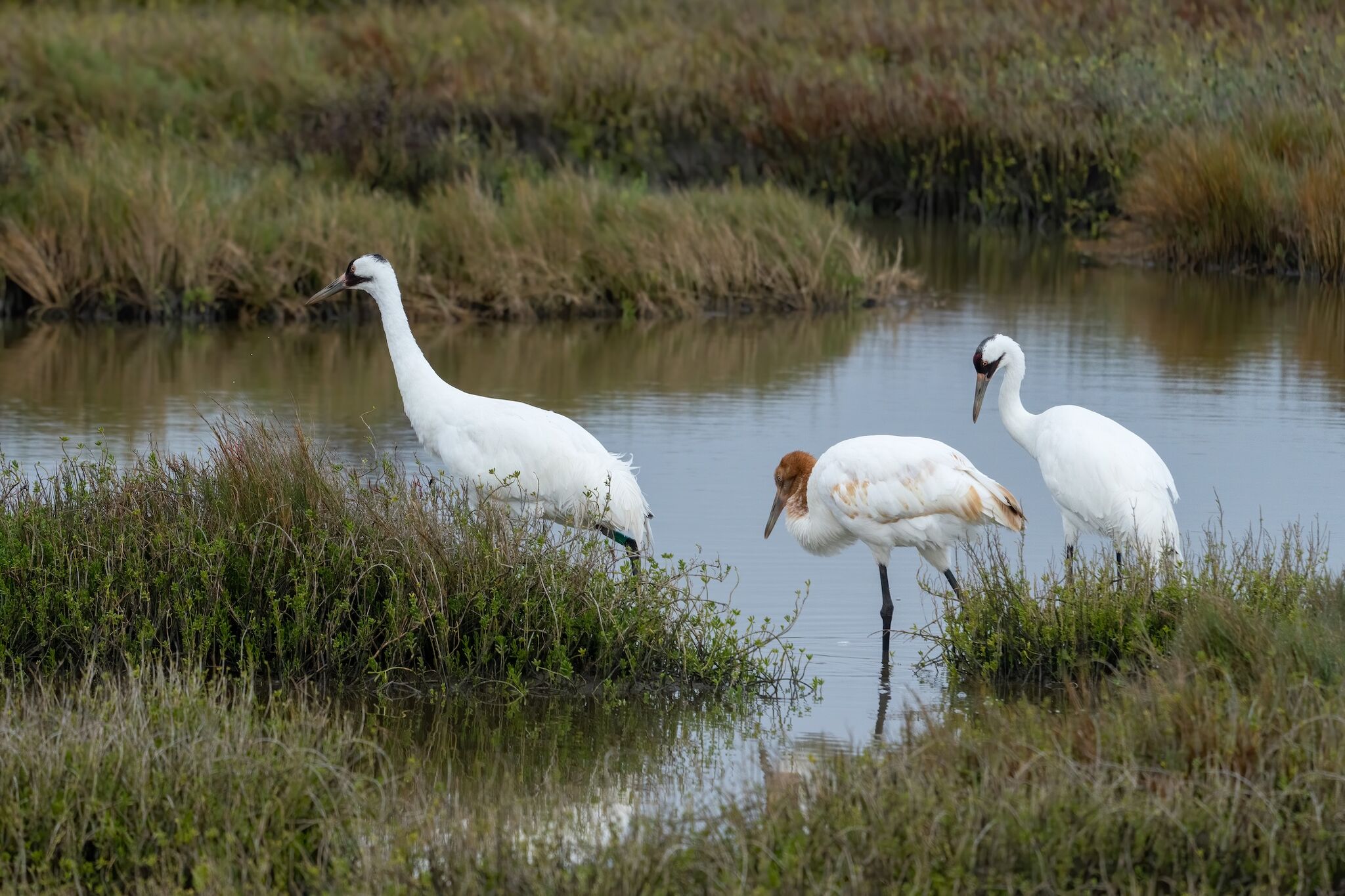 A Gulf Coast parish has become endangered bird kill zone