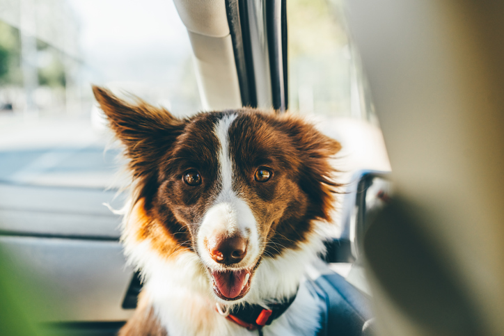 Commentary: Parked cars become ovens, and dogs pay the price — Blair Patrick Schuyler