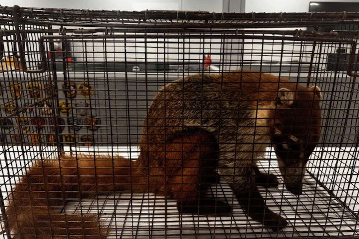 A rare coatimundi sits in a cage after being found in Comal County. 