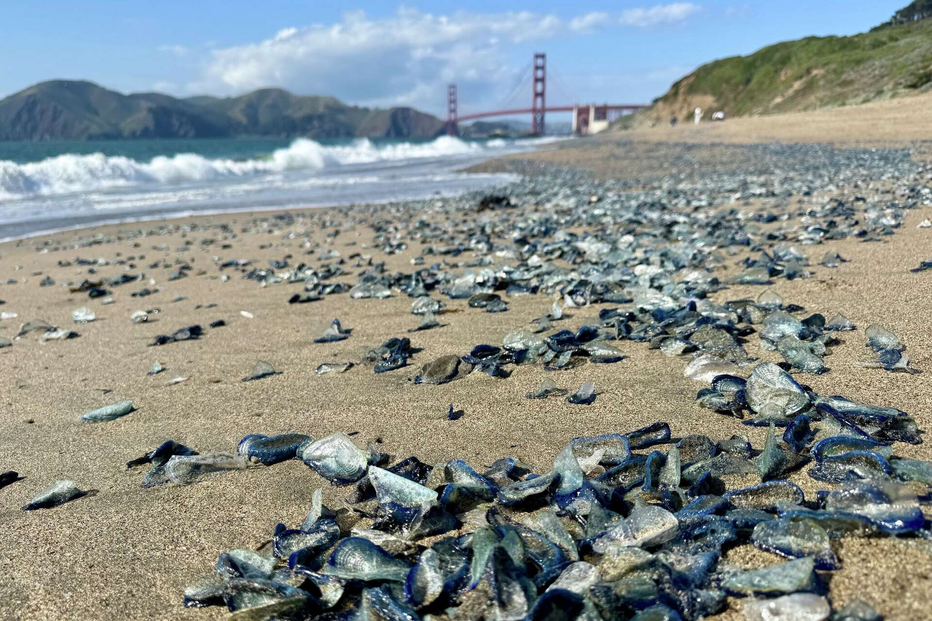 Thousands of blue sea creatures wash up on California beaches
