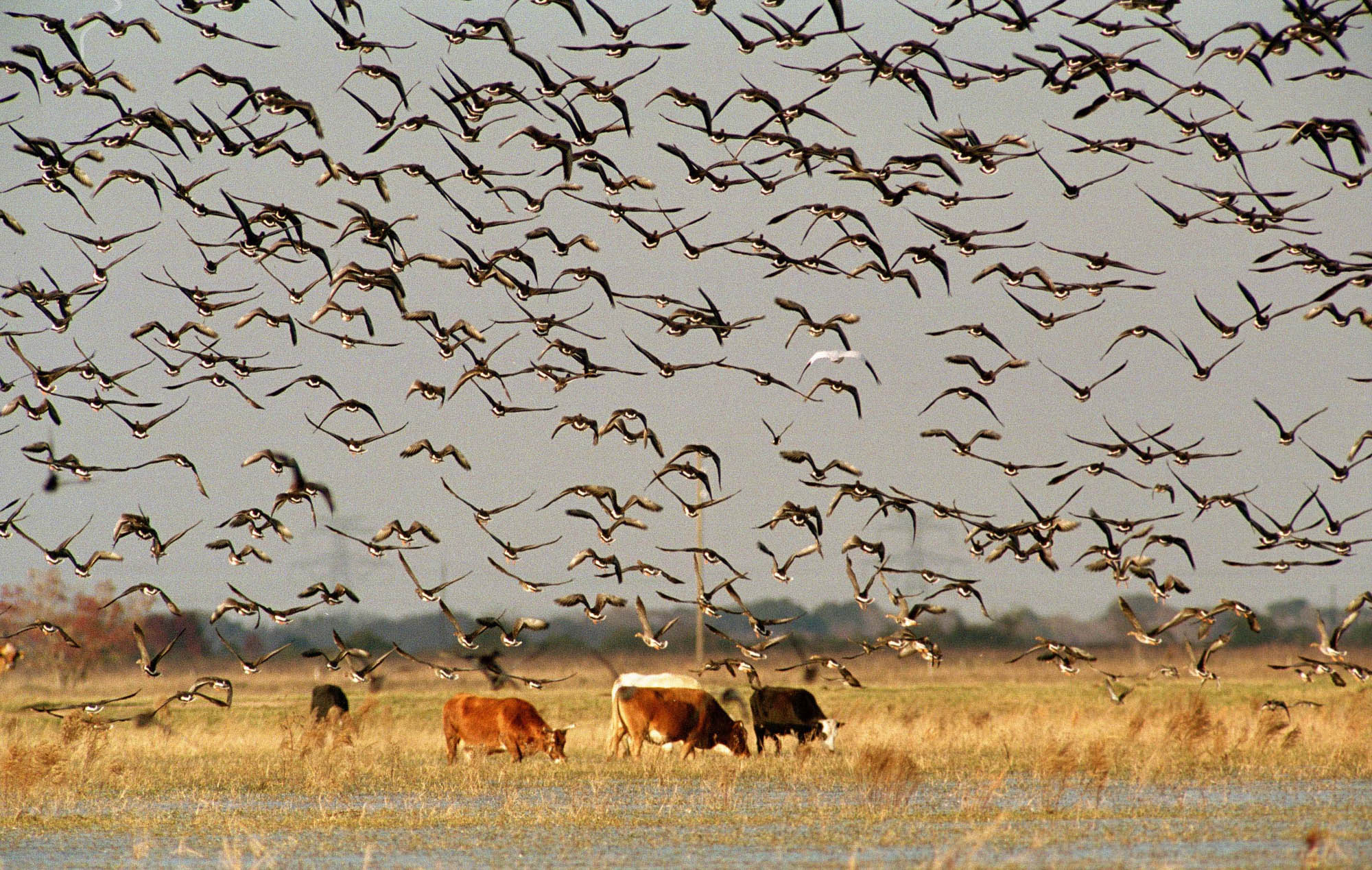 Turn off lights at night for migratory birds