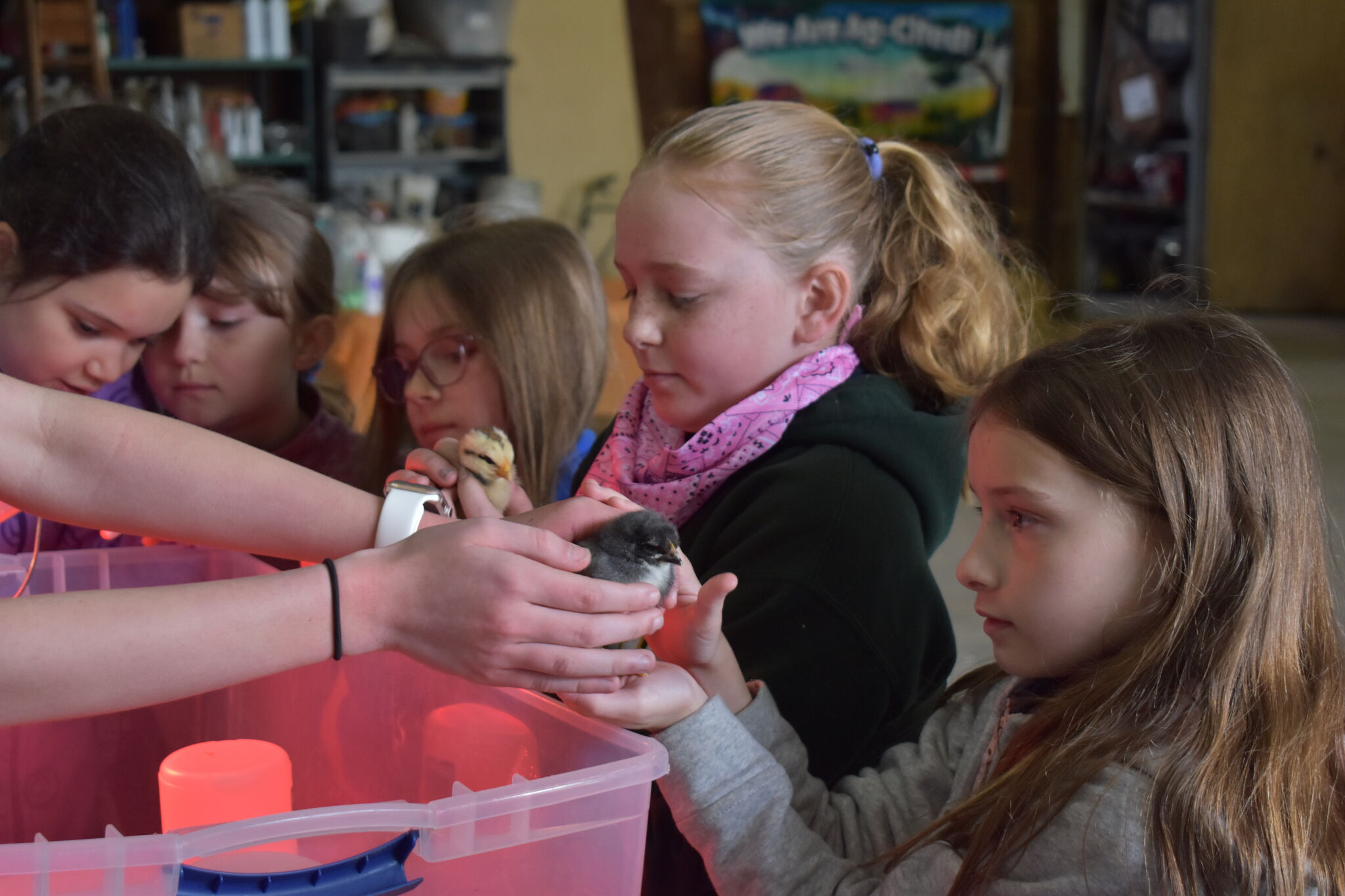 Farm brings agriculture lessons to life for students