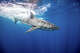 'It's just going to get busier': El Niño brings sharks to Calif.'s coast