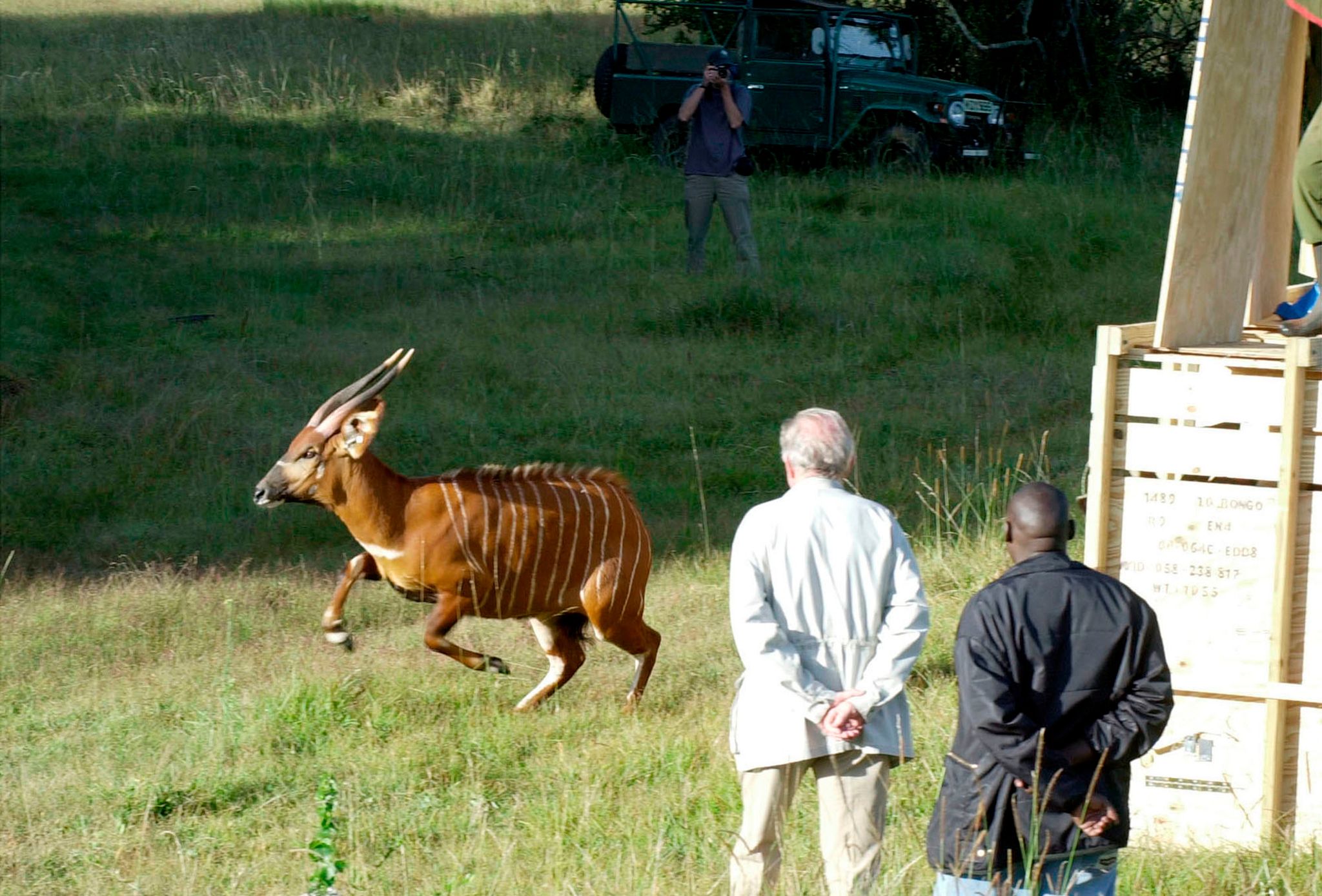 絶滅危惧種のカモシカ、チェコの動物園からケニアへ帰還
