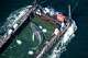 The humpback whale recovered from a shallow bay off the coast of Wismar is transported to the North Sea in a flooded cargo ship just before the Danish border in Fehmarn, Germany, Wednesday, April 29, 2026. (Philip Dulian/dpa via AP)