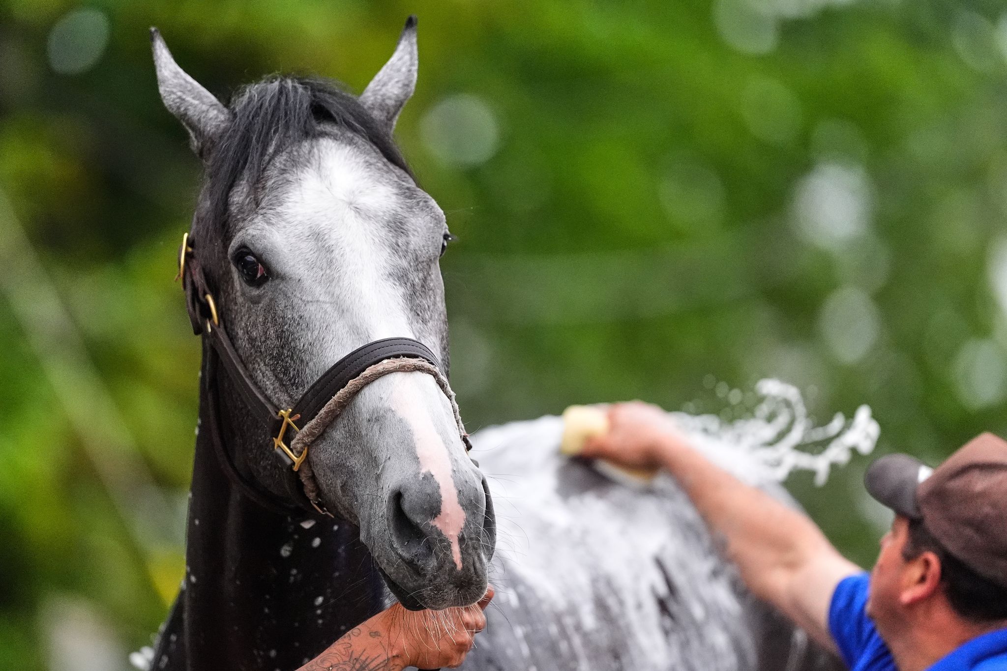 Great White a late scratch from the Kentucky Derby after flipping and throwing his jockey