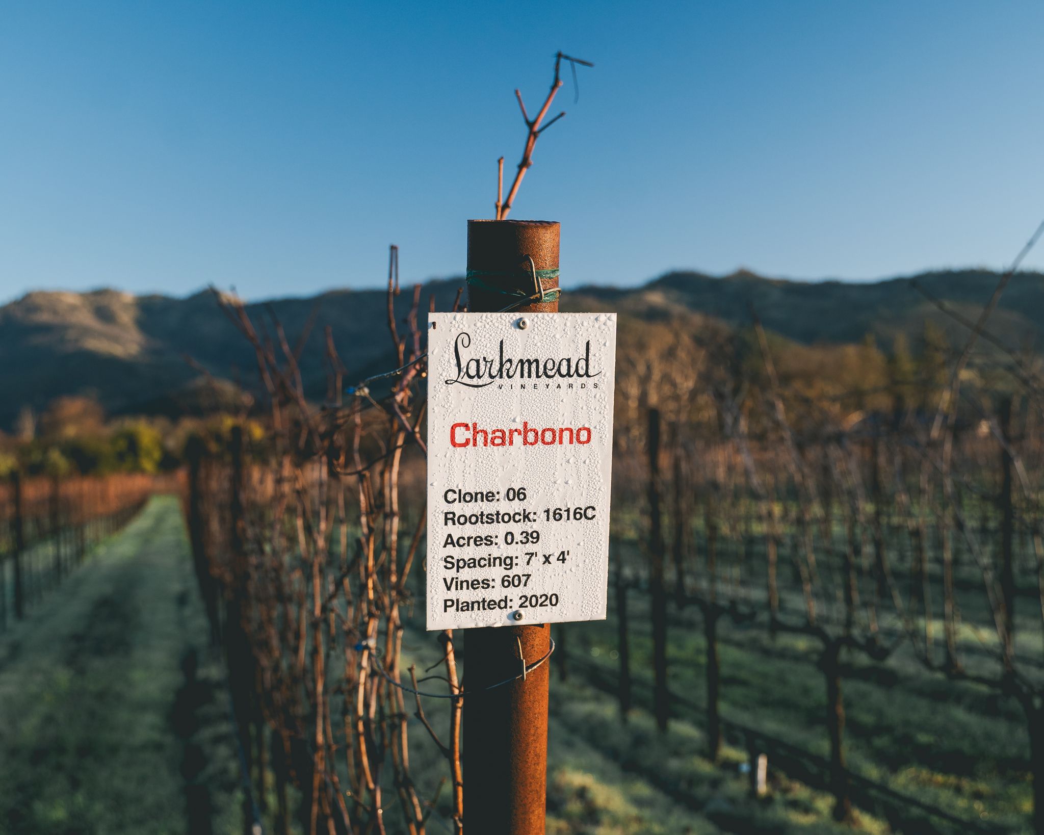 sfchronicle.com - Jess Lander - Climate change is coming for Cabernet. Here's how one Napa winery is getting ready