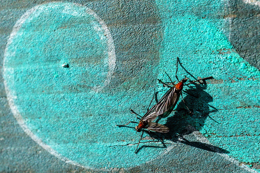 Why are there so many lovebugs in Houston? What experts say