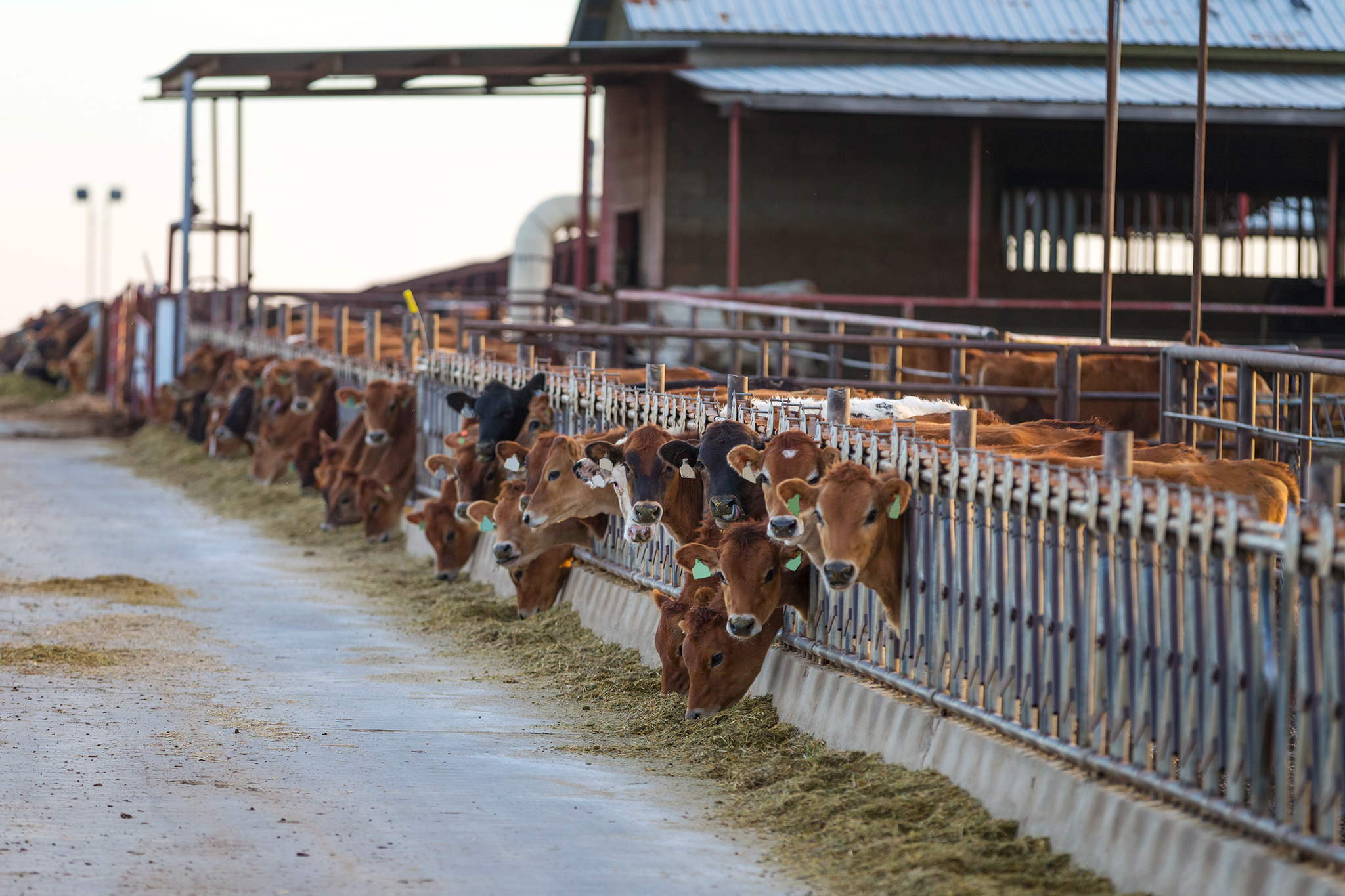 Fresno man gets prison time for $4.8M livestock feed scheme