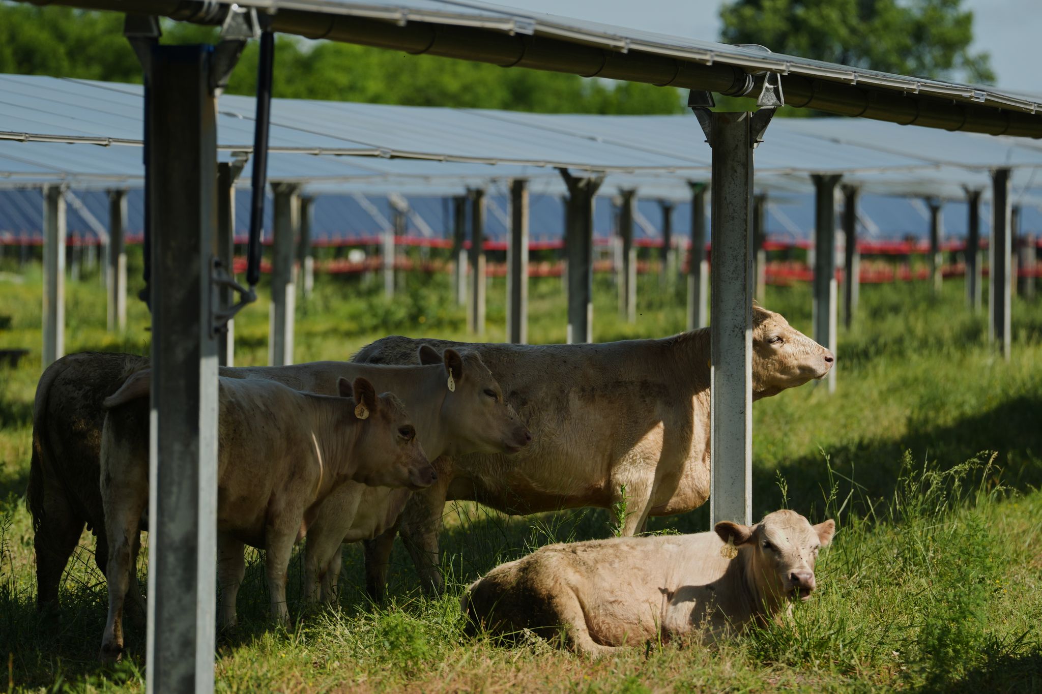 chron.com - TAMMY WEBBER and JOSHUA A. BICKEL - Solar ranch in Tennessee aims to prove grazing cattle under the panels is a farmland win-win