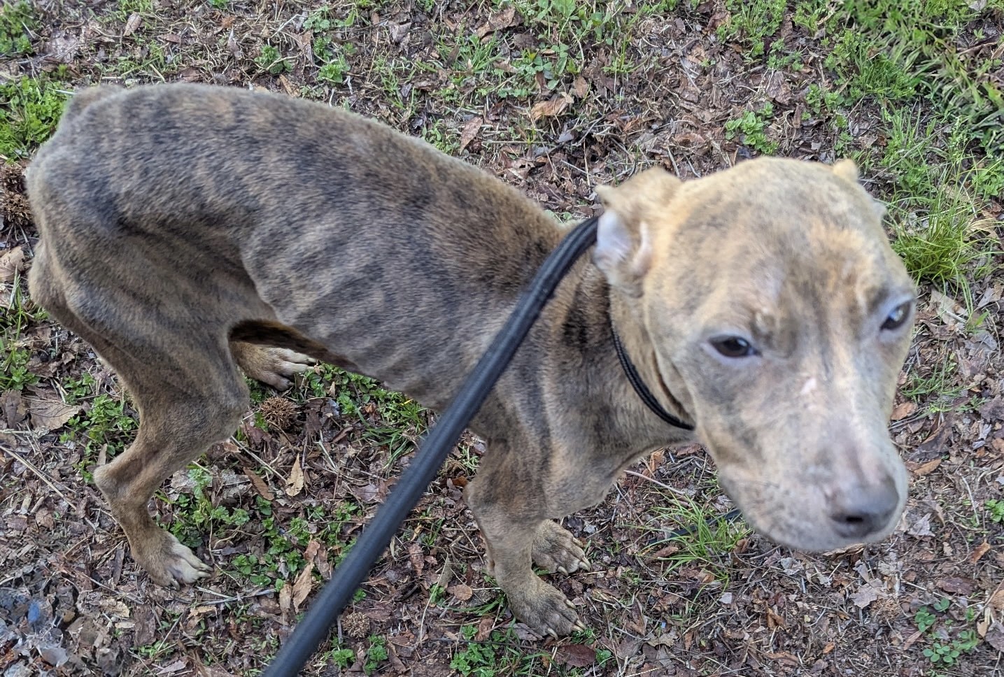 Two severely emaciated dogs found in New Haven, officials say