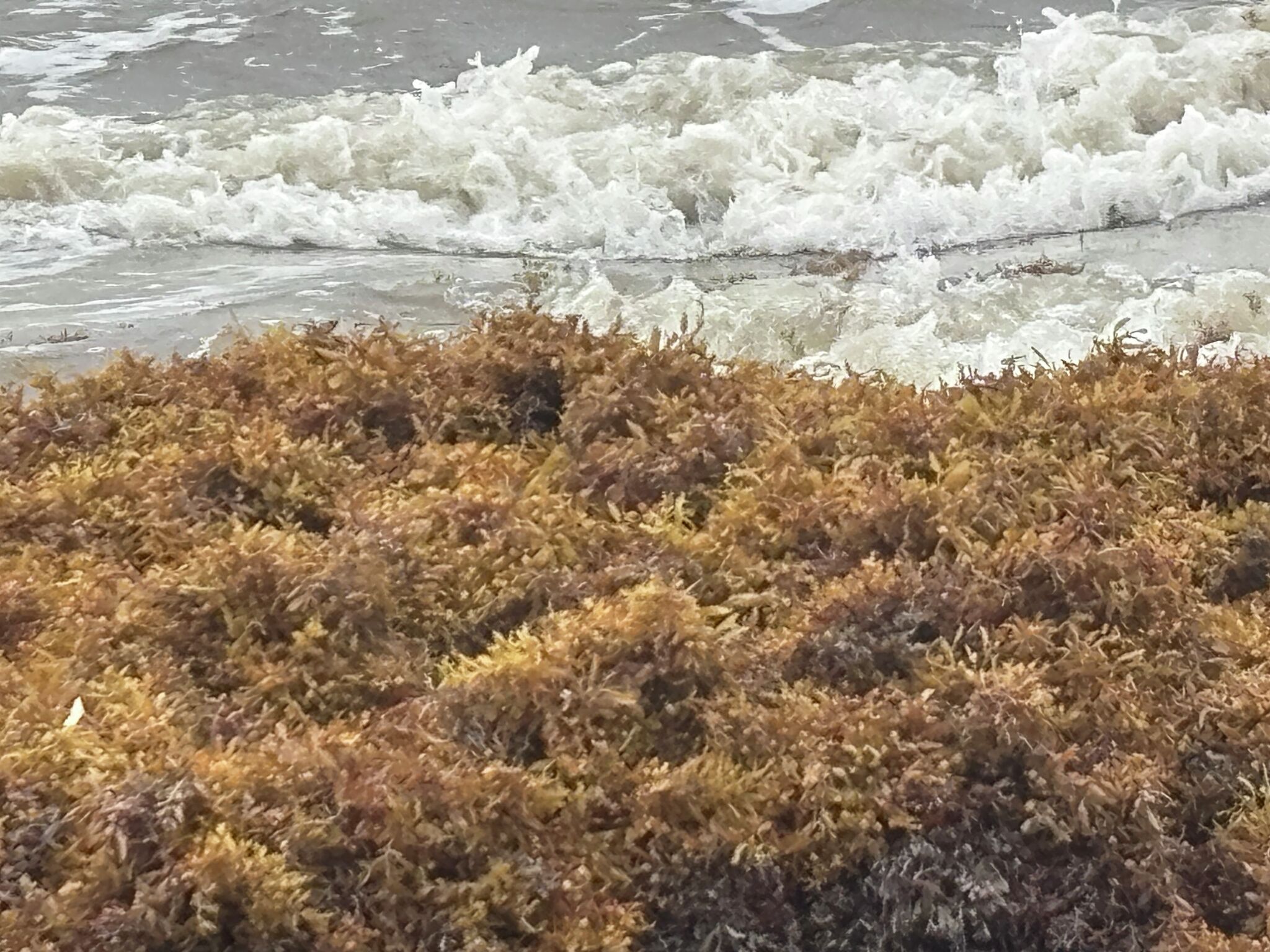 chron.com - Chris Gray - Should you worry about funky-smelling Galveston beach seaweed?