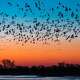 Sandhill crane at sunset, Platte River, Kearney, Nebraska. The U.S. Department of Transportation can help plan a trip.