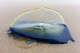 ARCHIVO: Primer plano de una Velella velella sentada en la arena después de ser varada en la orilla.