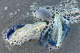 Una Velella velella, o marinero arrastrado por el viento, apareció varada en Ocean Beach en San Francisco, el 27 de abril de 2026.