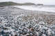 FILE: Hordes of Velella velella, or by-the-wind sailors, wash up on Northern California beaches on March 27, 2024, in Marin County.