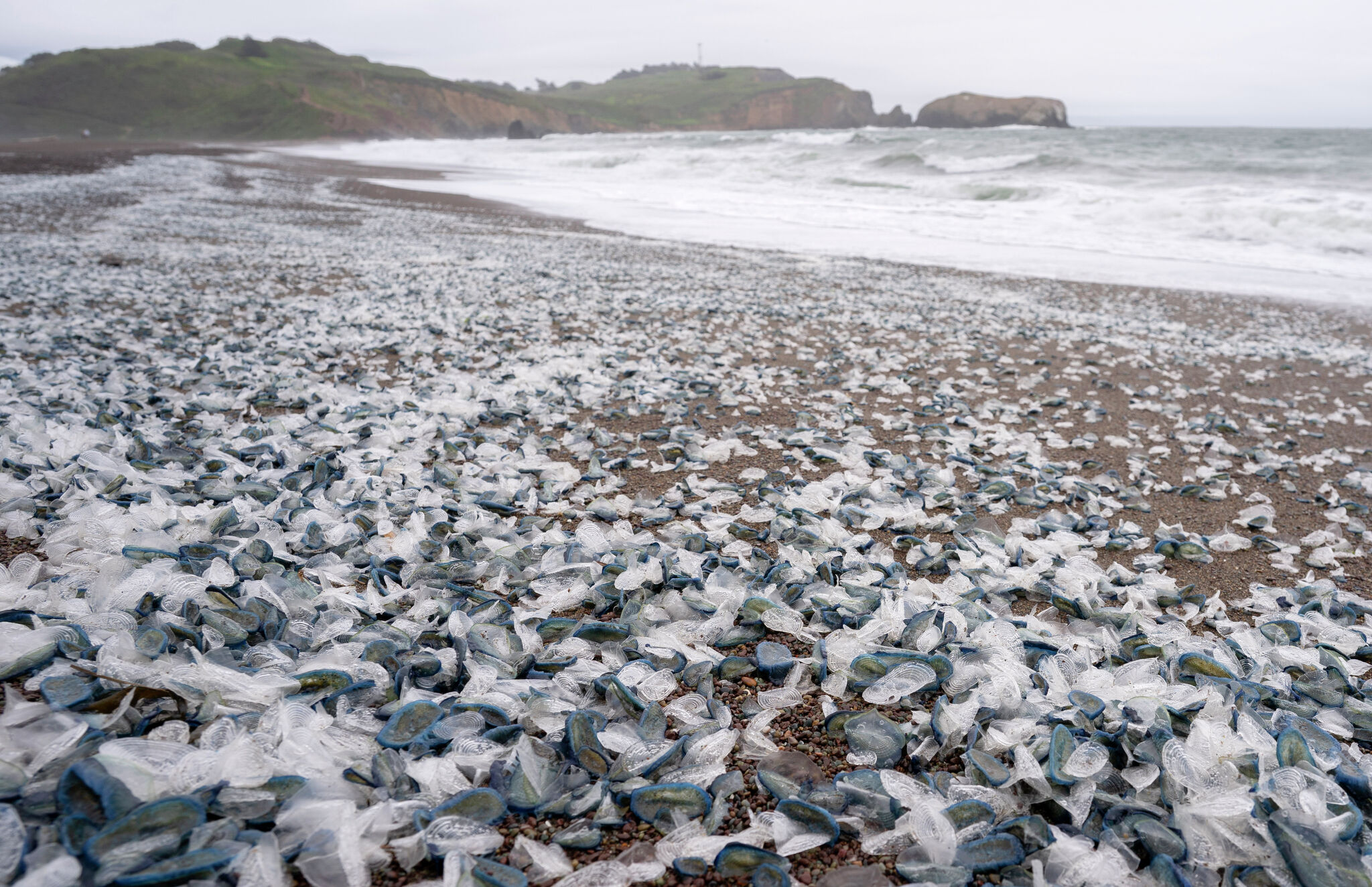 Thousands of sea creatures stranded on California shores as El Nino brews