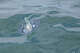 ARCHIVO: Un Velella velella, o marinero a favor del viento, en el Océano Pacífico.