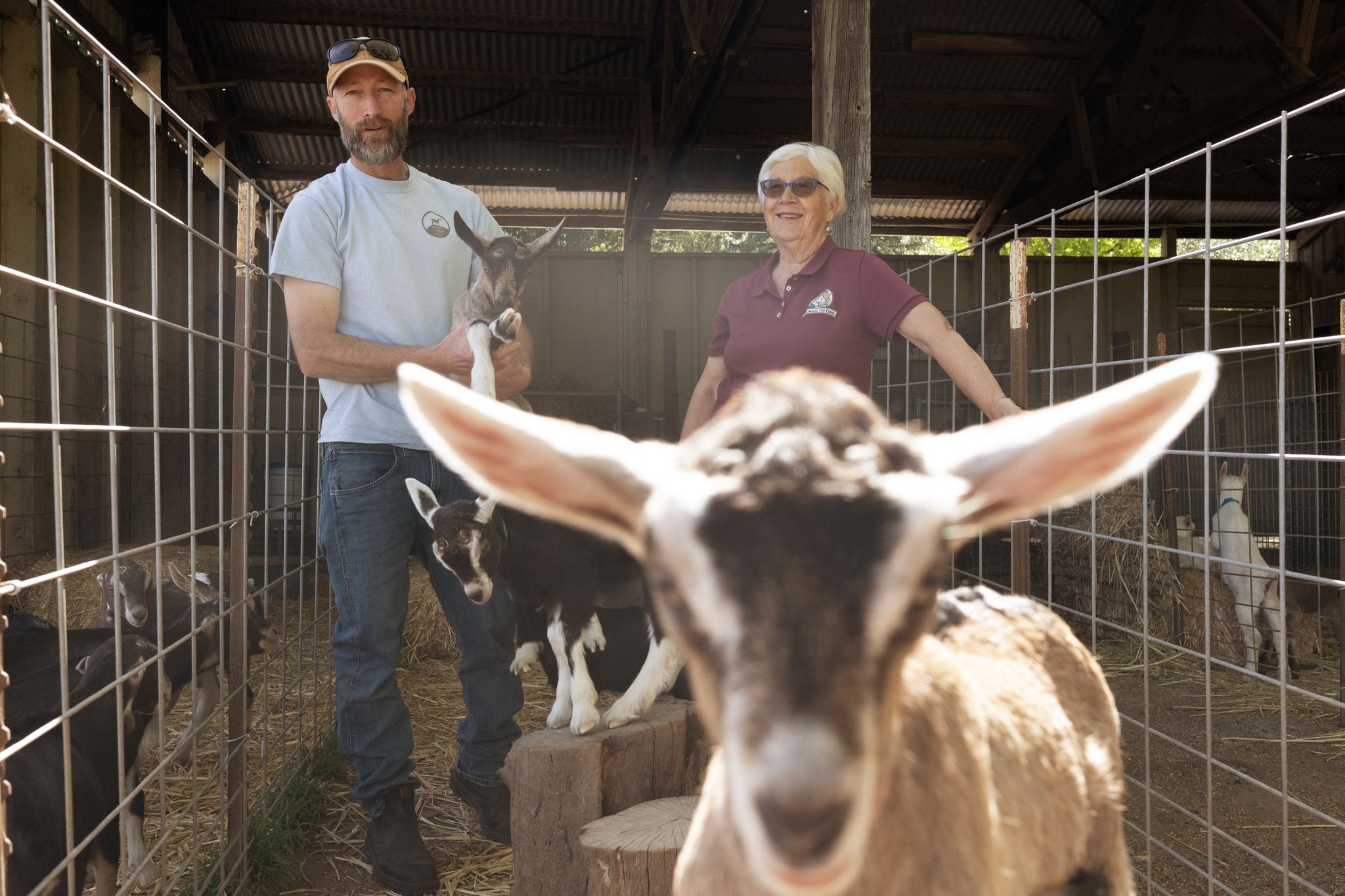 New Bay Area cheesemaker keeps legacy of prized local dairy alive