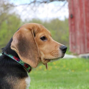 1,500 beagles will get new lives, warm laps after release from research facility