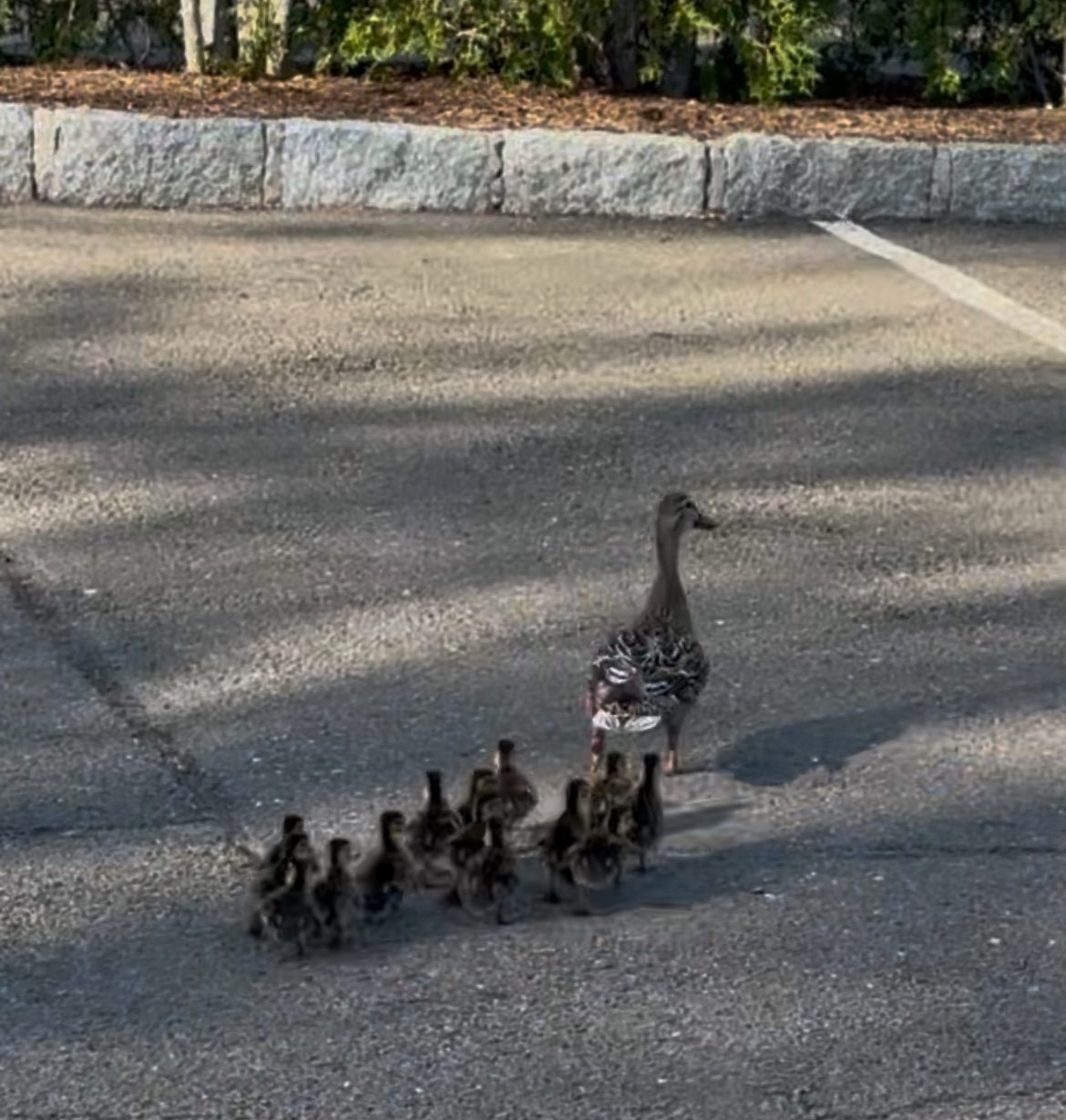 Firefighters in Greenwich, Hartford rescue ducklings from storm drains