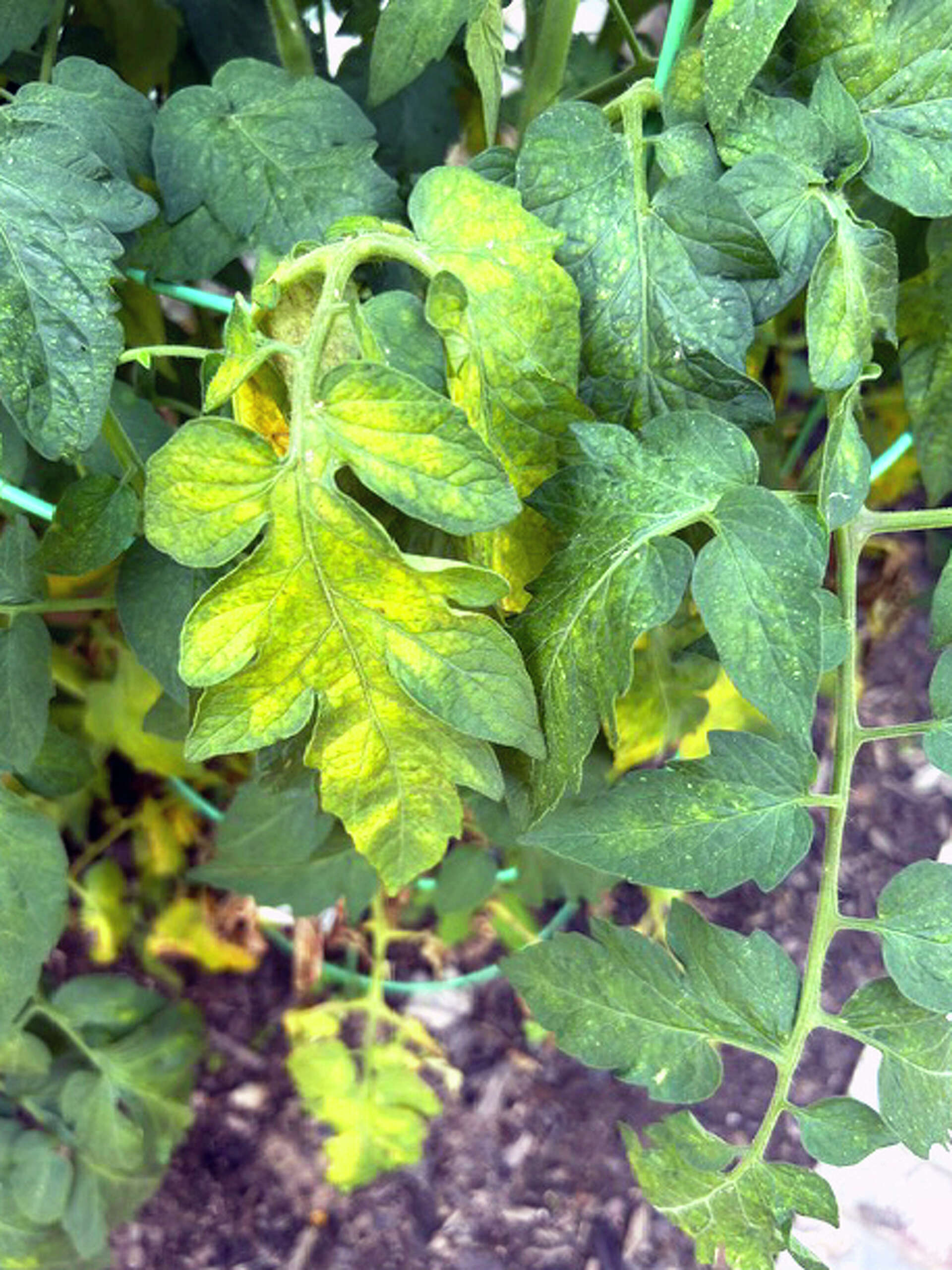 best potting soil indoor plants Smart Grower Organic Potting Soil for Indoor Plants main image 0