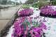 Wet snow falls on flowers Tuesday, May 5, 2026, in Fort Collins, Colo.