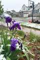 Wet snow falls on flowers Tuesday, May 5, 2026, in Fort Collins, Colo.