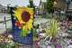 Wet snow falls on flowers Tuesday, May 5, 2026, in Fort Collins, Colo.