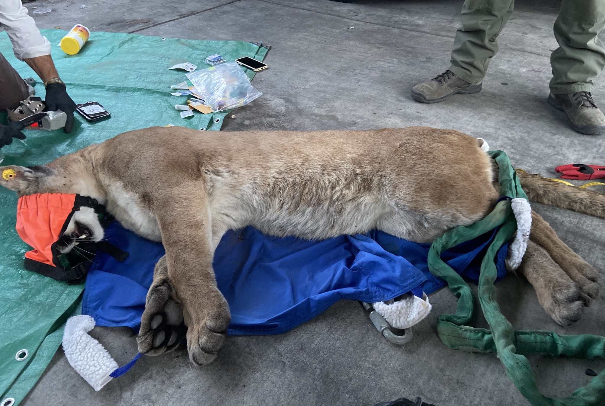 Mountain lion found beneath car in California neighborhood