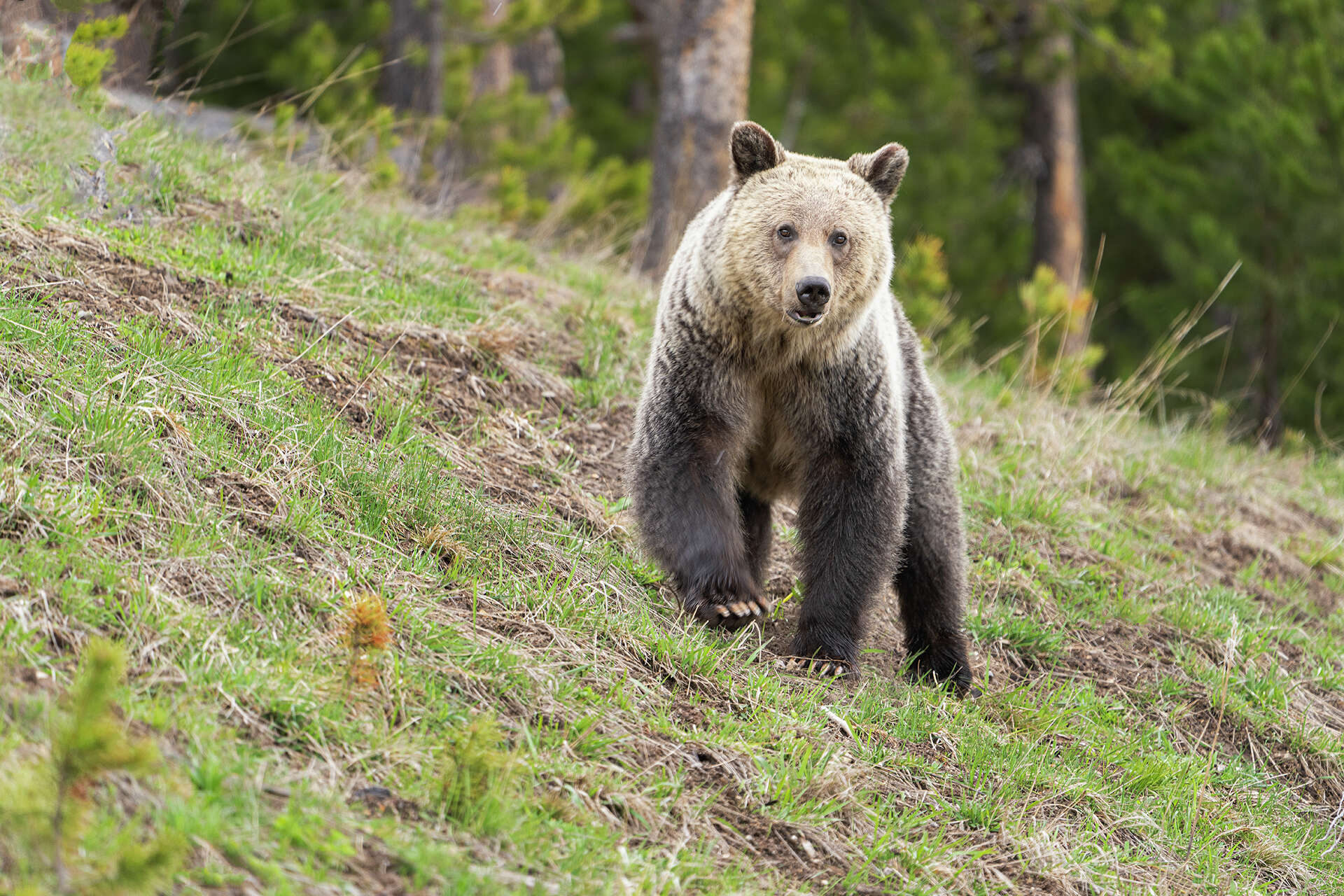 Bear spray is exploding in the trash near Yellowstone National Park