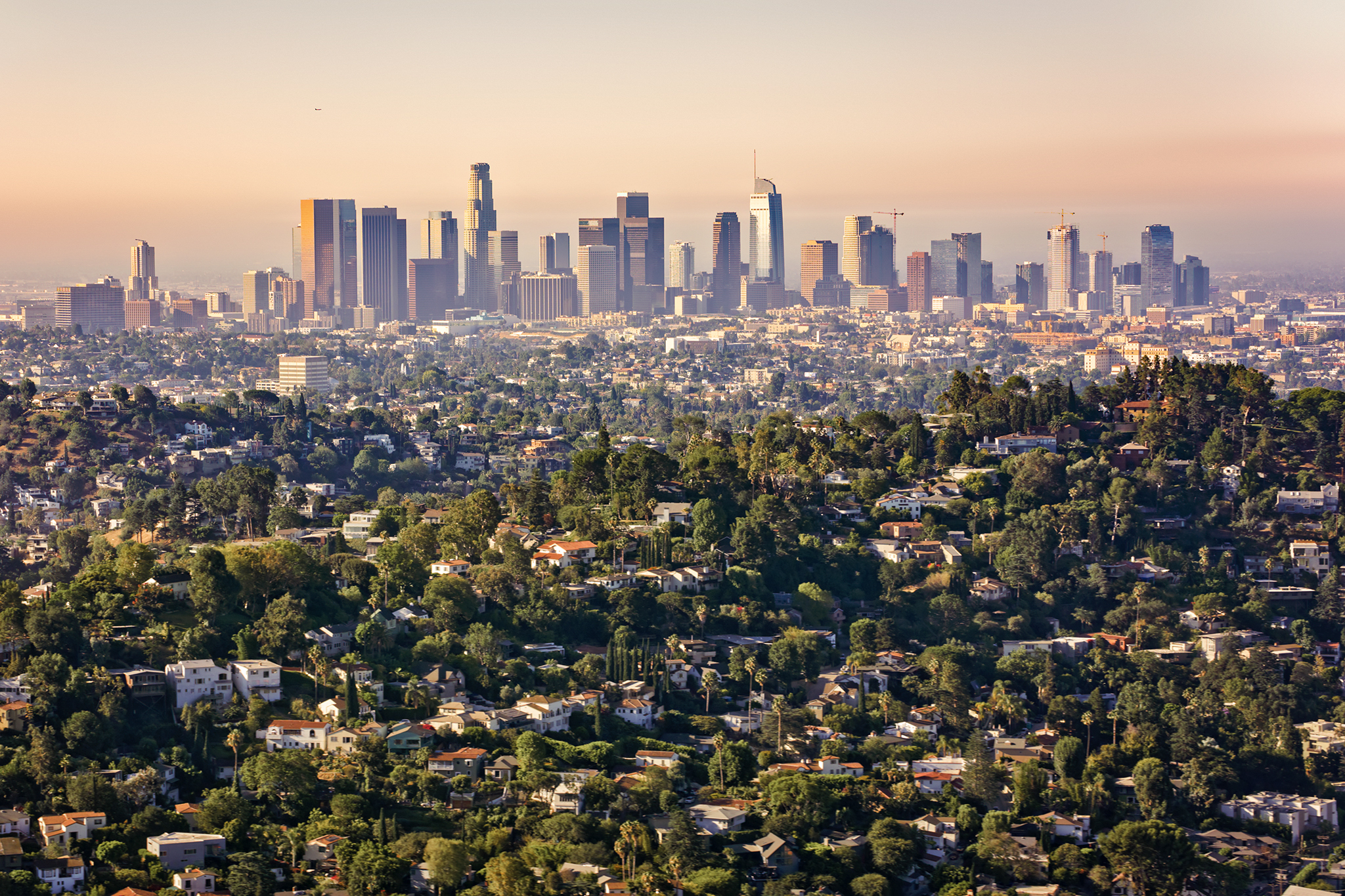 California officials warn of a beetle so destructive, it's wrecking home values