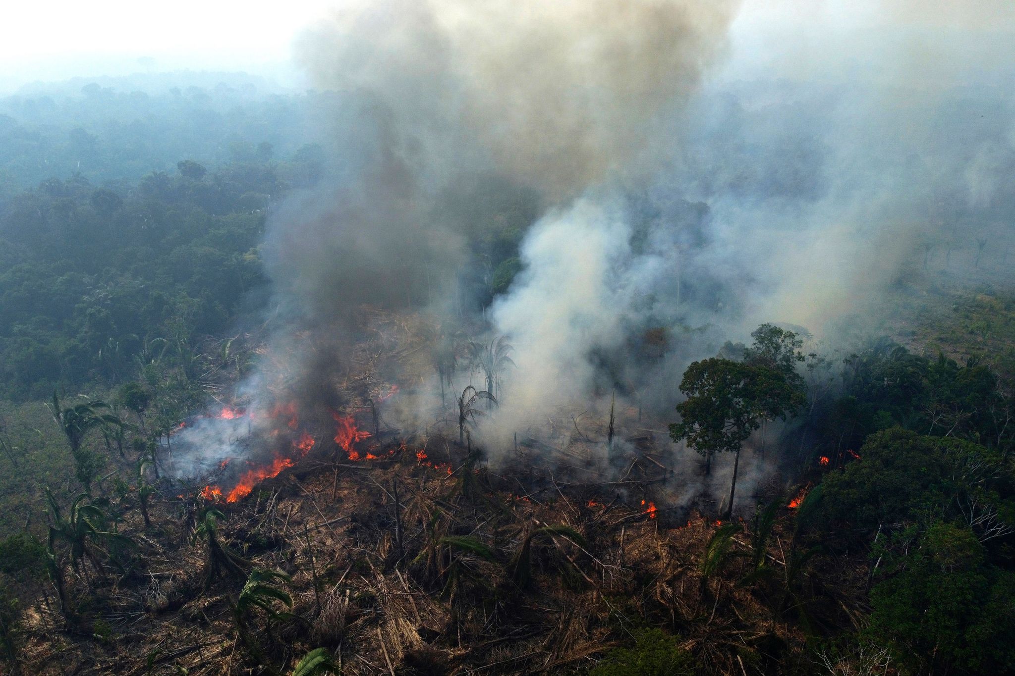 Despite gains combating deforestation in Brazil's Amazon, forest ...