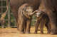 Sam Houston, the Fort Worth Zoo's newest Asian elephant calf, was born April 1, 2026.