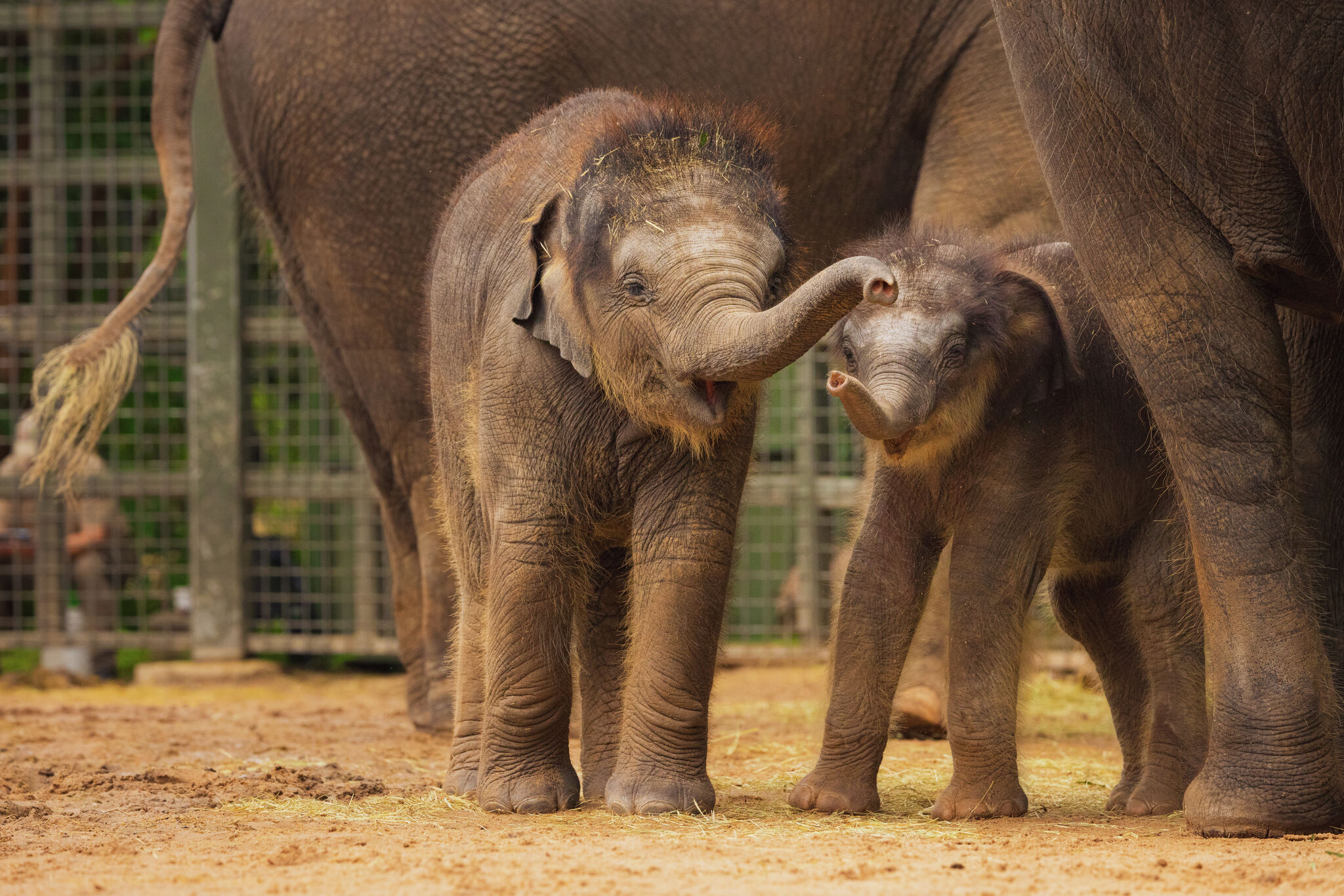 A Dallas-Fort Worth guide for animal lovers: Zoos, dog parks and more