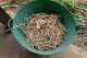 A trug of homegrown mulch made from chopped pieces of spent stems.