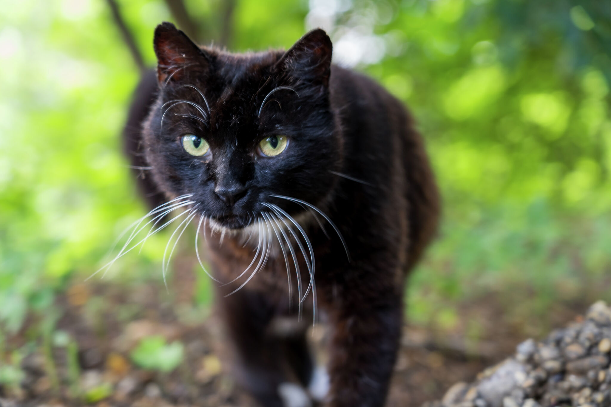 Cat Let Thinking of taking in a community cat? Let the cat decide.