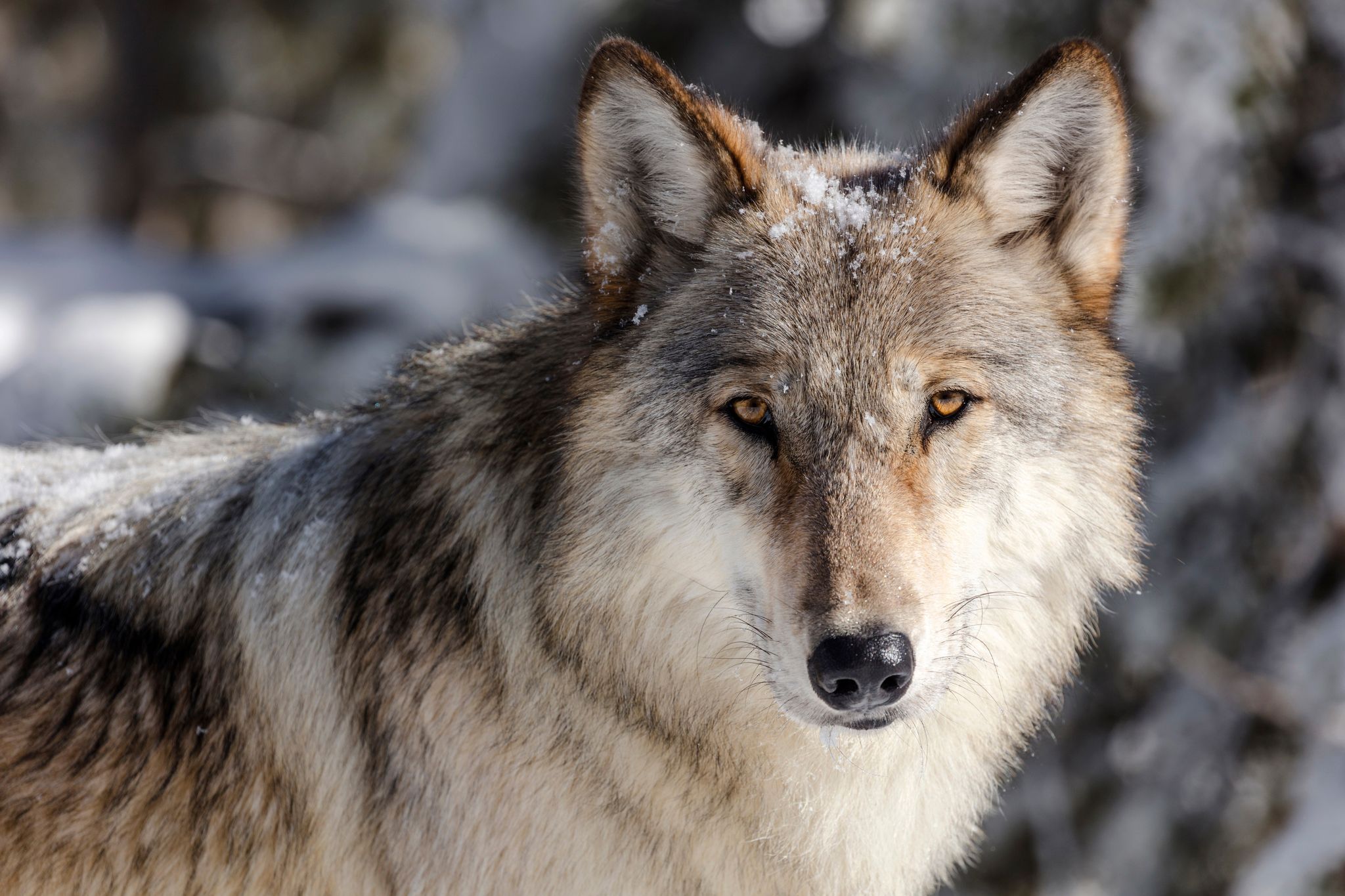 Wyoming cuts wolf hunt in half to buoy Yellowstone region’s disease ...