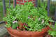 A container filled with Santo cilantro, peppermint Swiss chard, Romaine lettuce and Snapshot Plumblossom snapdragon.