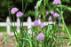 Chives bloom in a raised garden bed.