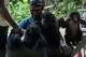 Caregivers at the Lola ya Bonobo sanctuary tend to orphan bonobos in Kinshasa, Democratic Republic of the Congo, on April 8, 2026.
