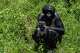 A bonobo cares for her baby at the Lola ya Bonobo sanctuary in Kinshasa, Democratic Republic of the Congo, on April 8, 2026.