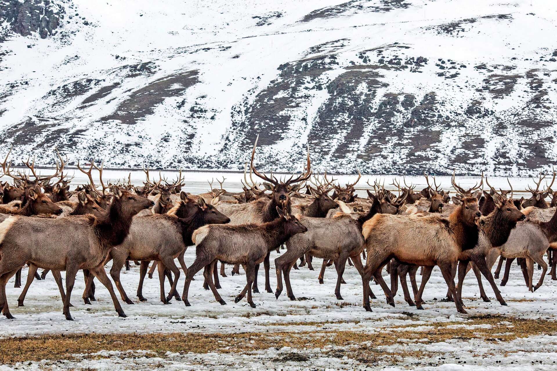 Elk Refuge disease discovery calls for talk of reducing nation’s