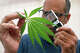 FILE: Alexis Bronson examines a cannabis leaf with a magnifying glass in the greenhouse at his home in Oakland, Calif., on Aug. 8, 2018.
