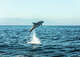 Commentary: I’m not that good in water. The prospect of flailing around while surrounded by mammals with 200 teeth each is not appealing.