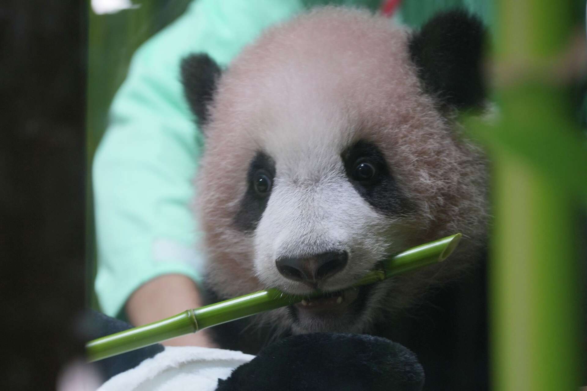 Indonesia's first giant panda cub, Rio, is growing and healthy before his  public debut