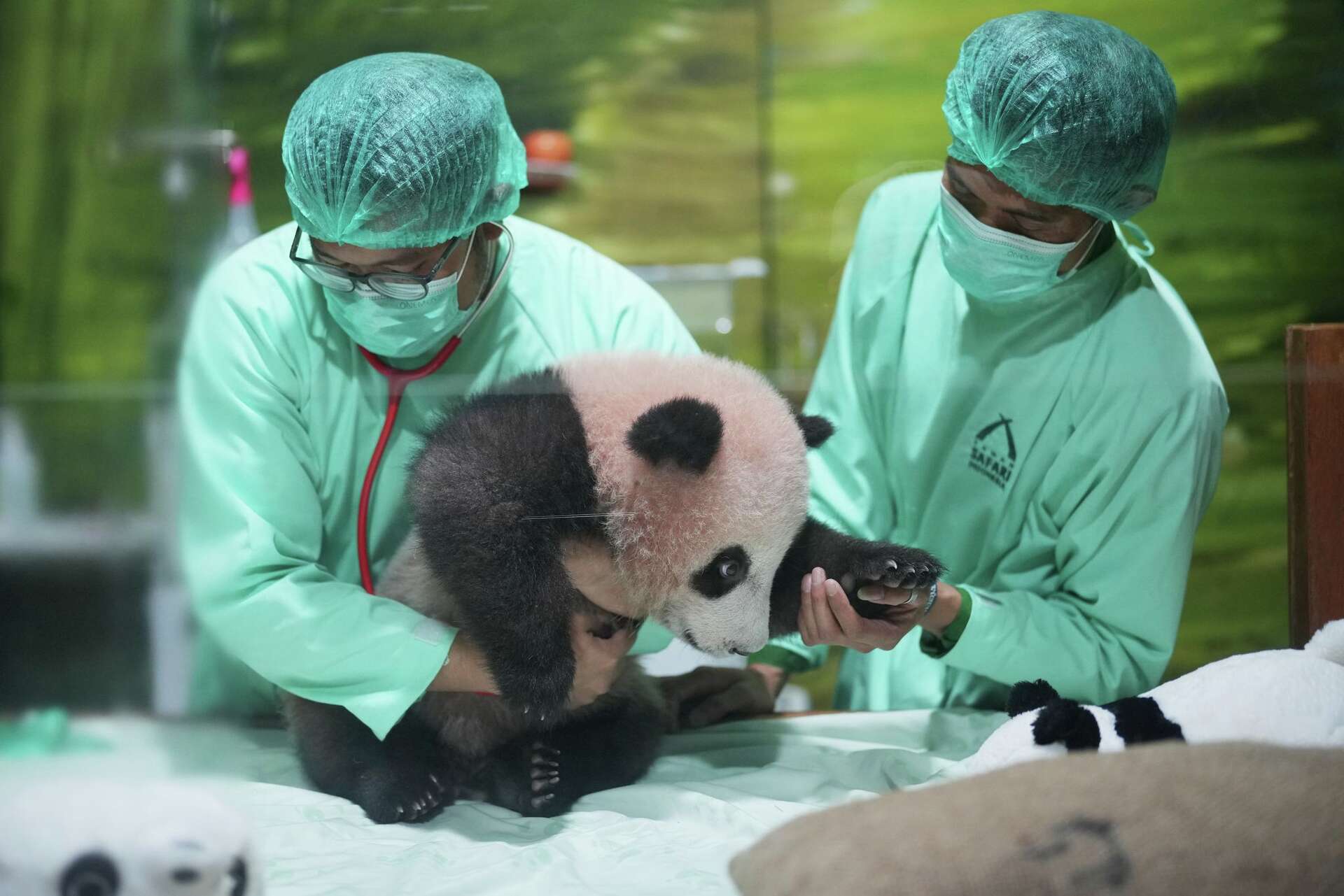 Indonesia's first giant panda cub, Rio, is growing and healthy before his  public debut