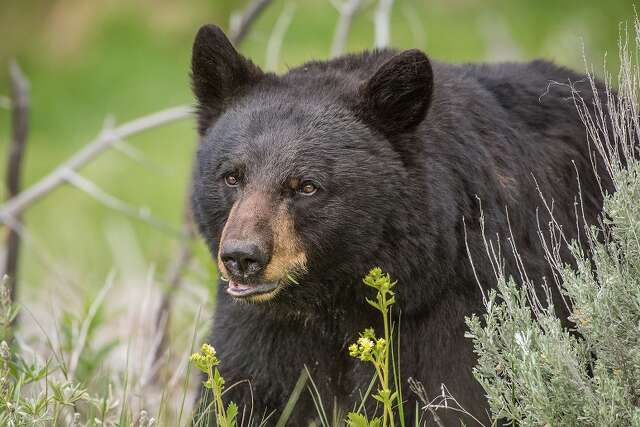 Bear sighting at UC Davis prompts overnight campus alert